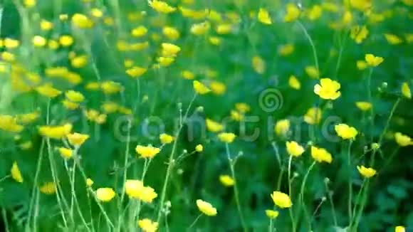 一片田野里的黄油花在微风中轻轻地挥动着视频的预览图