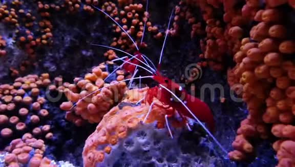 珊瑚礁上的红虾视频的预览图