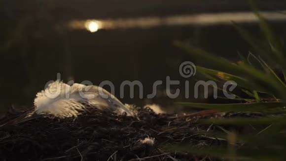 夕阳下羽毛在河岸上摇曳视频的预览图