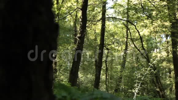 森林里的树视频的预览图