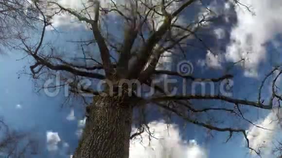春天的老橡树树干有树枝和美丽的云彩时间流逝视频的预览图