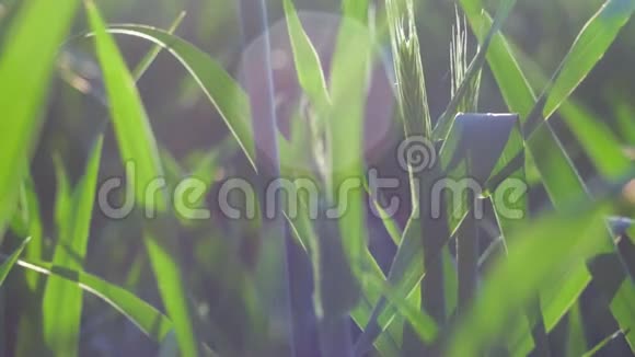 小麦茎在温暖的春天傍晚的阳光照耀下随风移动景深浅近视频的预览图