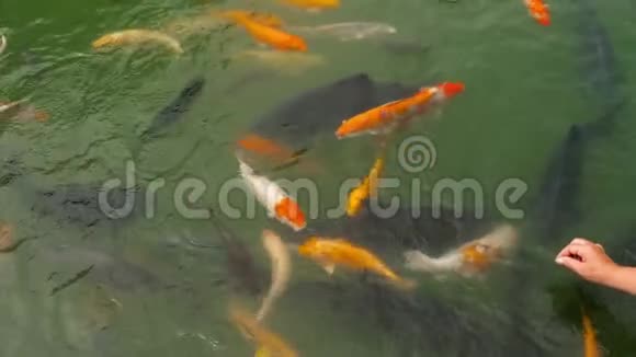 锦鲤鱼和鲤鱼在池塘里吃视频的预览图