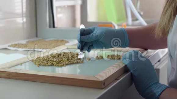 实验室助理在实验室测试豌豆种子慢动作视频的预览图
