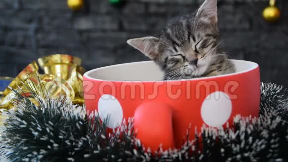 沉睡的小猫沉入杯中杯中装饰着竞赛视频的预览图
