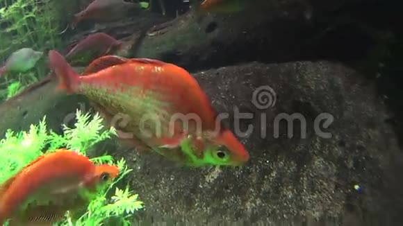 红鲑鱼彩虹鱼视频的预览图