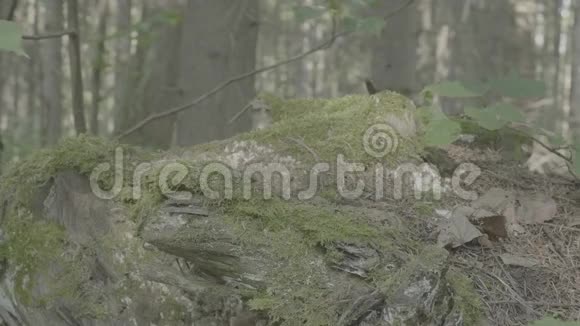 莫斯洛克雾蒙蒙的森林里有苔藓和树木的大石头背景绿色苔藓背景纹理美丽的自然视频的预览图