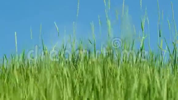风在蓝天上摇动绿草4k视频的预览图