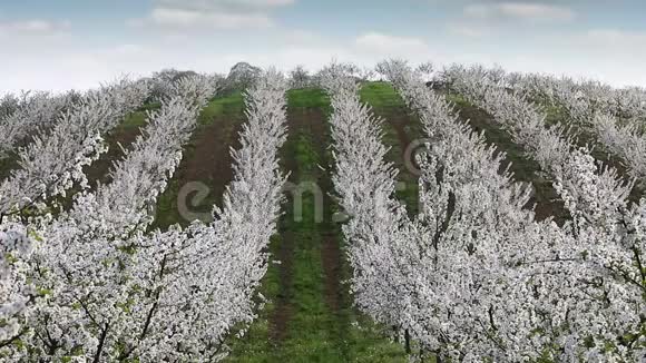 果园山上景观农业视频的预览图