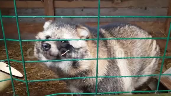 乌苏里浣熊狗被关在监狱里视频的预览图