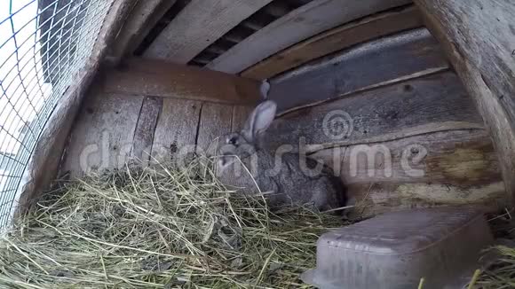 农场兔子在笼子里灰大兔子坐在笼子里吃干草视频的预览图