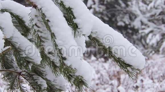 大雪覆盖了西伯利亚泰加的针叶树视频的预览图