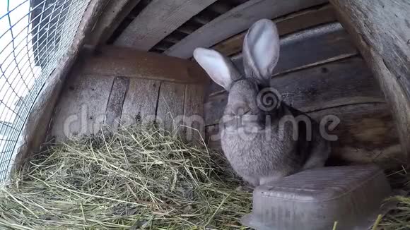 农场兔子在笼子里灰大兔子坐在笼子里吃干草视频的预览图
