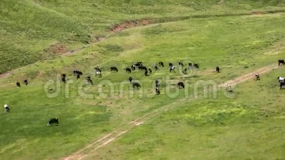 在哈萨克斯坦一片草地上放牧的牛群4K时间推移视频的预览图