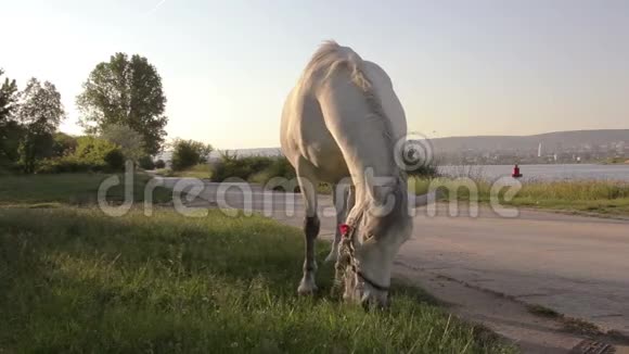 一匹马在湖边的乡间小路上吃草视频的预览图