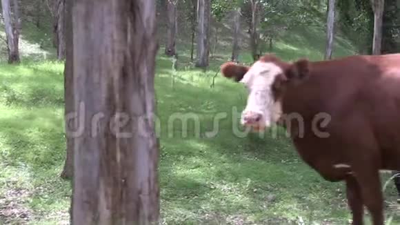 牛群沿着小溪旁的公共道路放牧视频的预览图