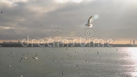 一群海鸥飞过大海视频的预览图