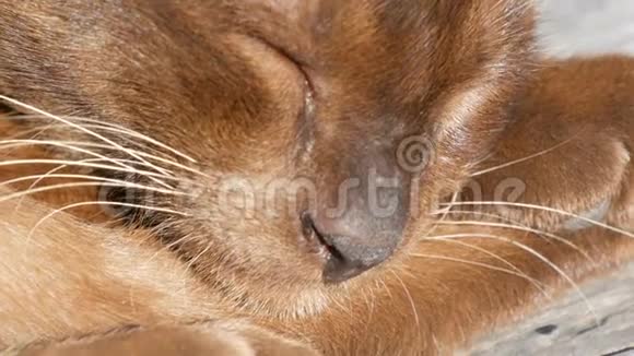 光滑的头发猫闭着眼睛躺着宏观的接近非凡的羊毛在阳光下闪闪发光很漂亮的猫视频的预览图