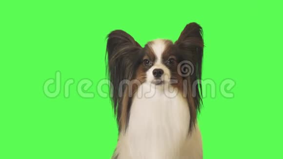 美丽的狗帕皮龙环顾四周的绿色背景股票视频视频的预览图