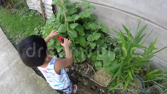 小男孩学园艺用玩具钳子剪植物视频的预览图