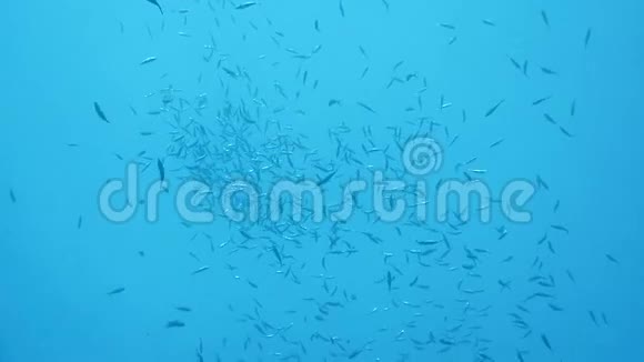 一个在红海里饲养条纹鲭鱼的学校视频的预览图
