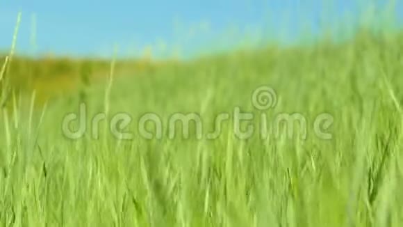风在蓝天上摇动绿草4k视频的预览图