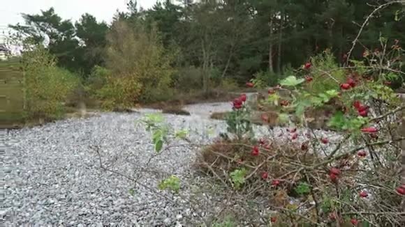 德国纽穆克兰鲁根岛火石场的秋季费奥斯特菲尔德视频的预览图