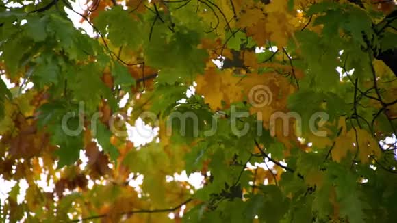 秋天绿黄红树叶视频的预览图