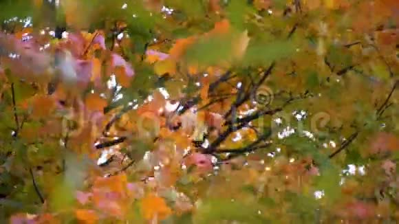 秋天绿黄红树叶视频的预览图