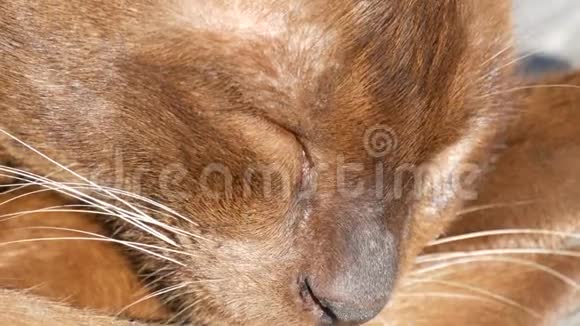 非凡的羊毛在阳光下闪闪发光非常漂亮的棕色猫睡觉头发光滑的猫躺着视频的预览图