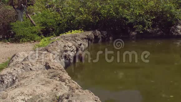 猕猴从池塘里喝水越南猴岛视频的预览图