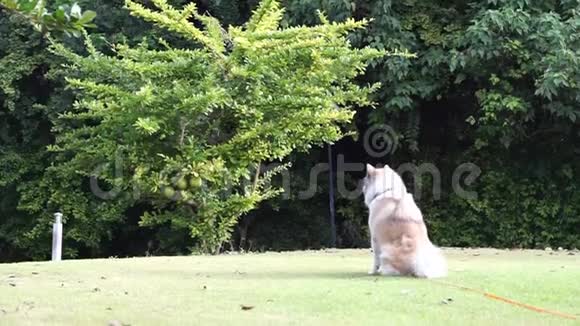 快乐美丽的狗蓝眼睛坐在户外的草地上视频的预览图