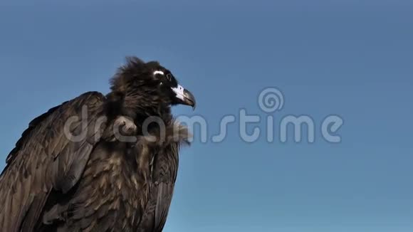 美丽的秃鹫蓝天视频的预览图
