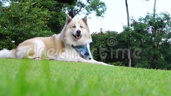 快乐美丽的狗蓝眼睛坐在户外的草地上视频的预览图