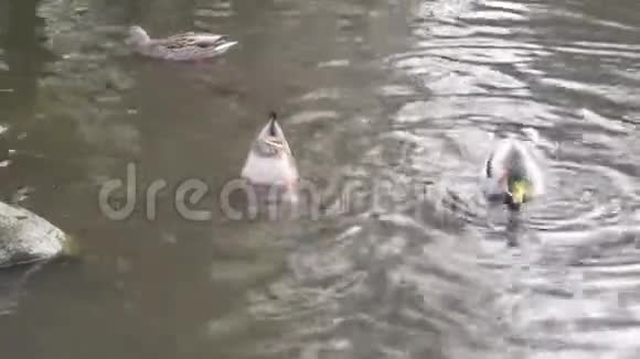 可爱的鸭子潜水在鸭池边喝水视频的预览图