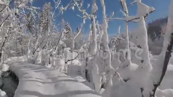 哈士奇狗走过森林中白雪覆盖的河桥在令人惊叹的冬季景观中视频的预览图