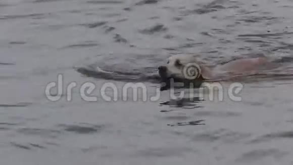 狗从海水中获取棍子视频的预览图