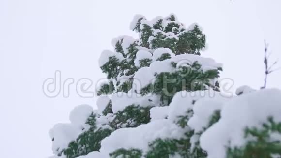 蓝天背景下冬季公园雪覆盖的杉树枝视频的预览图