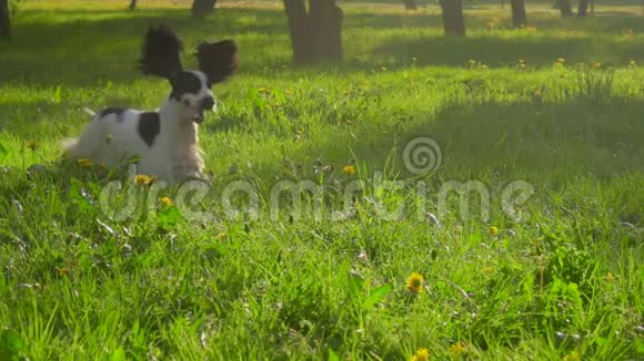 英国可卡猎犬正在公园里奔跑视频的预览图
