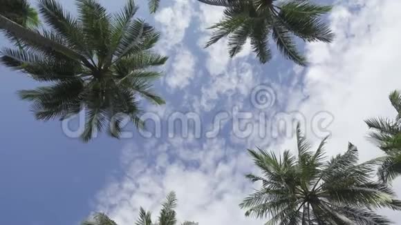 天空背景下棕榈树的全景视频的预览图