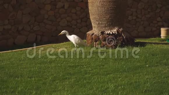 白色信天翁穿过绿草视频的预览图