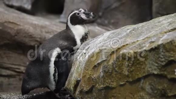 鸟舍里的洪堡企鹅视频的预览图