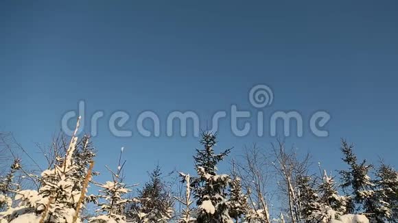 神奇的雪林树木在茂盛的雪圣诞节的气氛视频的预览图