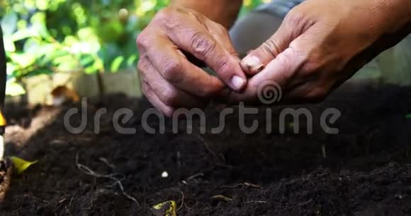 在土壤中播种的老人视频的预览图