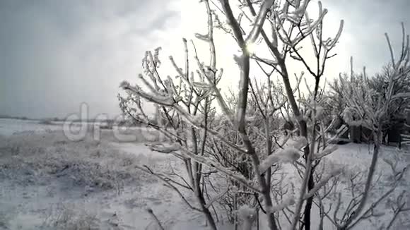 雪一月视频的预览图