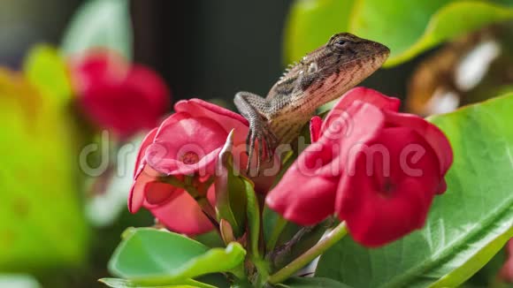 泰国大戟美丽花朵上的东方园林蜥蜴视频的预览图