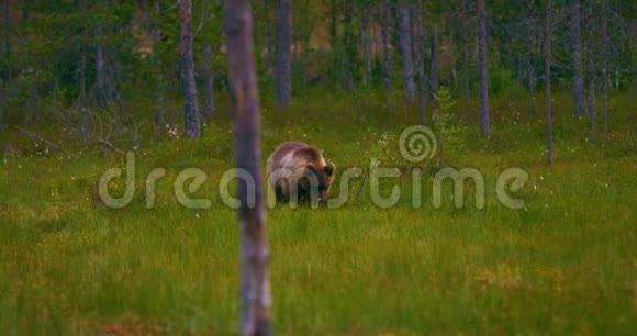 年轻的棕熊在森林里自由自在地寻找食物视频的预览图