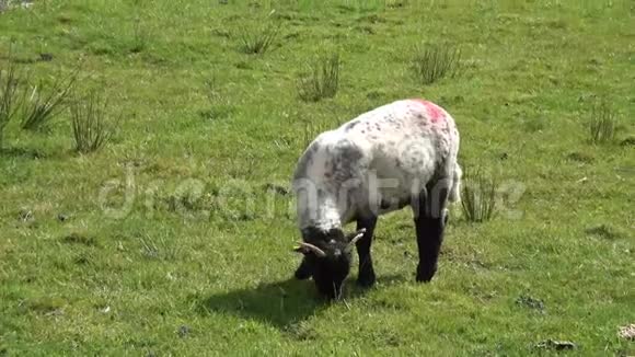 在英国吃草的羊视频的预览图