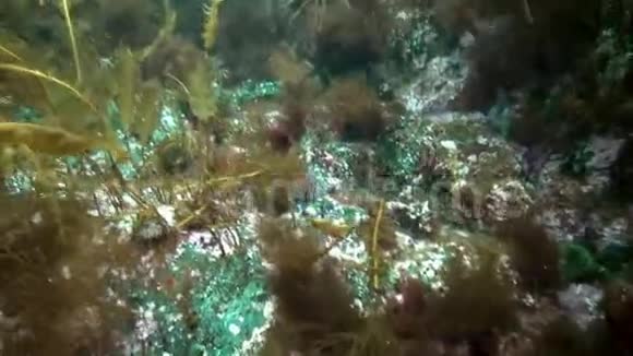 巴伦支海海底棘皮动物海胆视频的预览图