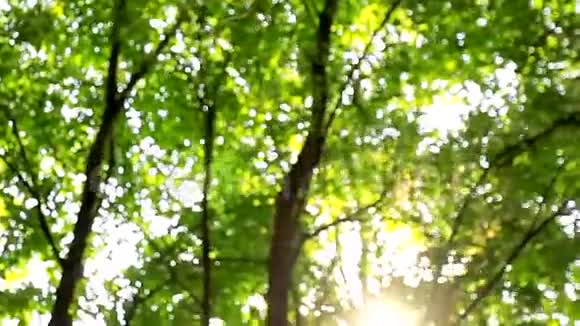 美丽的模糊的光线通过绿叶的树木自然模糊的背景自然抽象视频的预览图